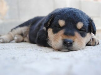 sommeil du chien